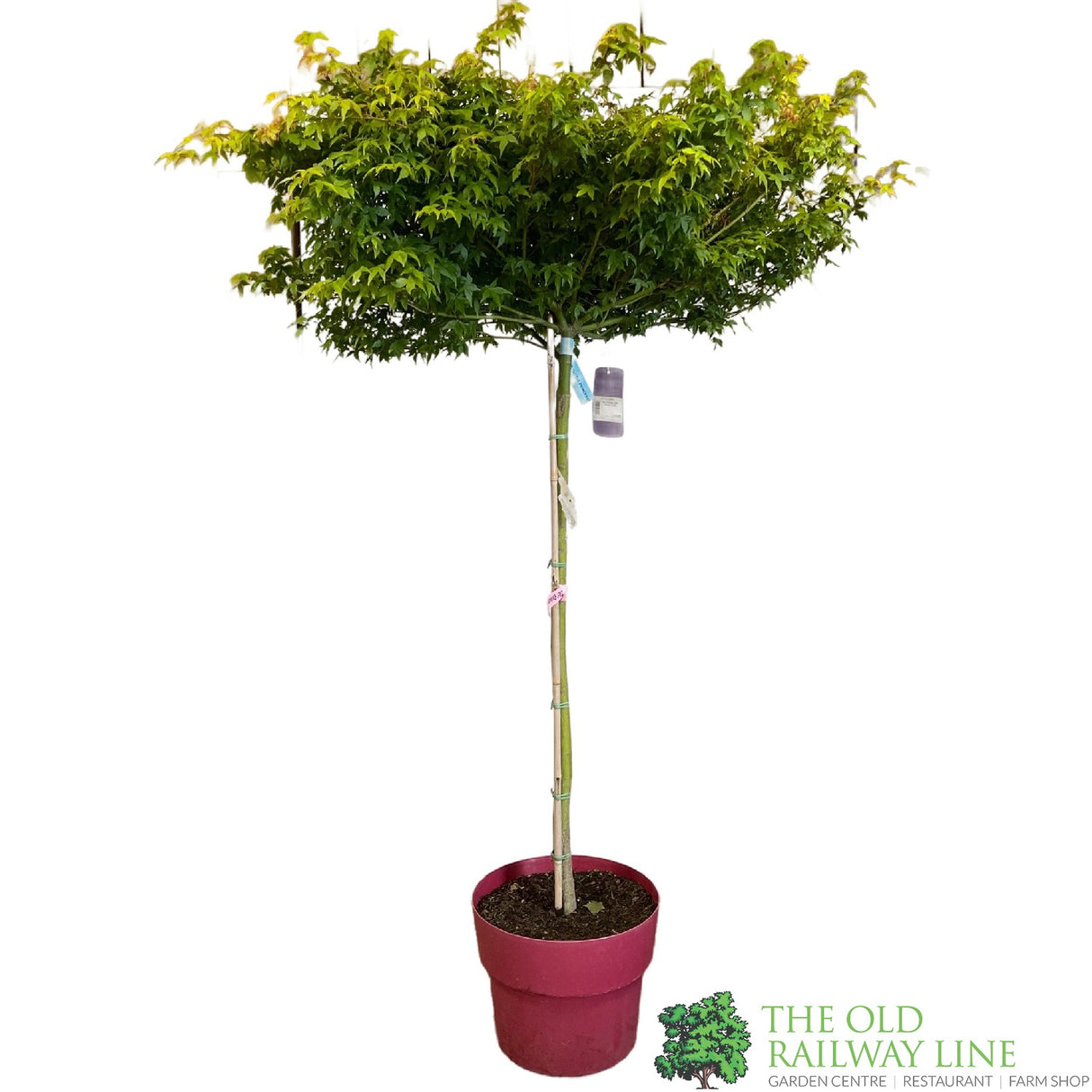 Acer palmatum 'Little Princess' Japanese Maple Tree Half-Standard - 15Ltr Pot