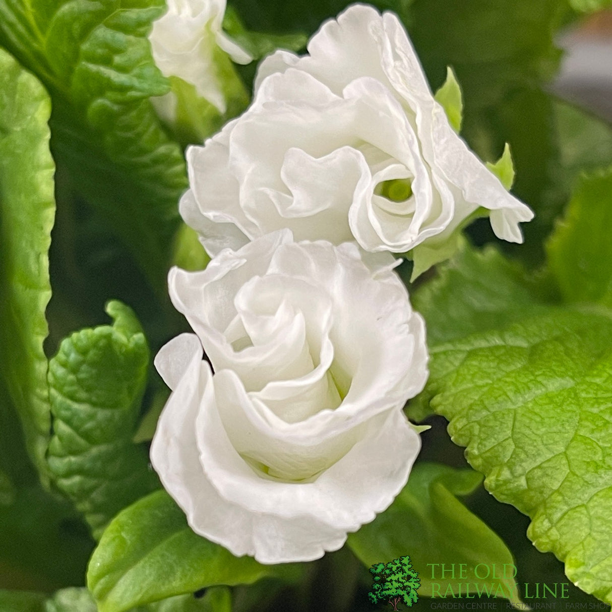Primula vulgaris 'Rosebud White' English Primrose Plant 2Ltr Pot