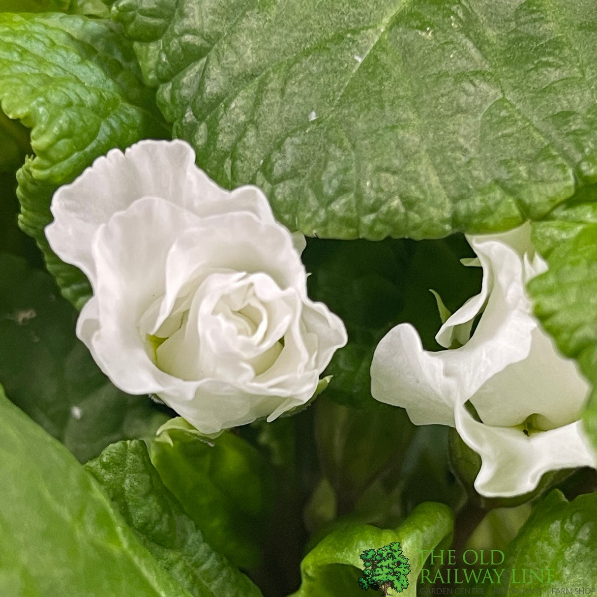 Primula vulgaris 'Rosebud White' English Primrose Plant 2Ltr Pot