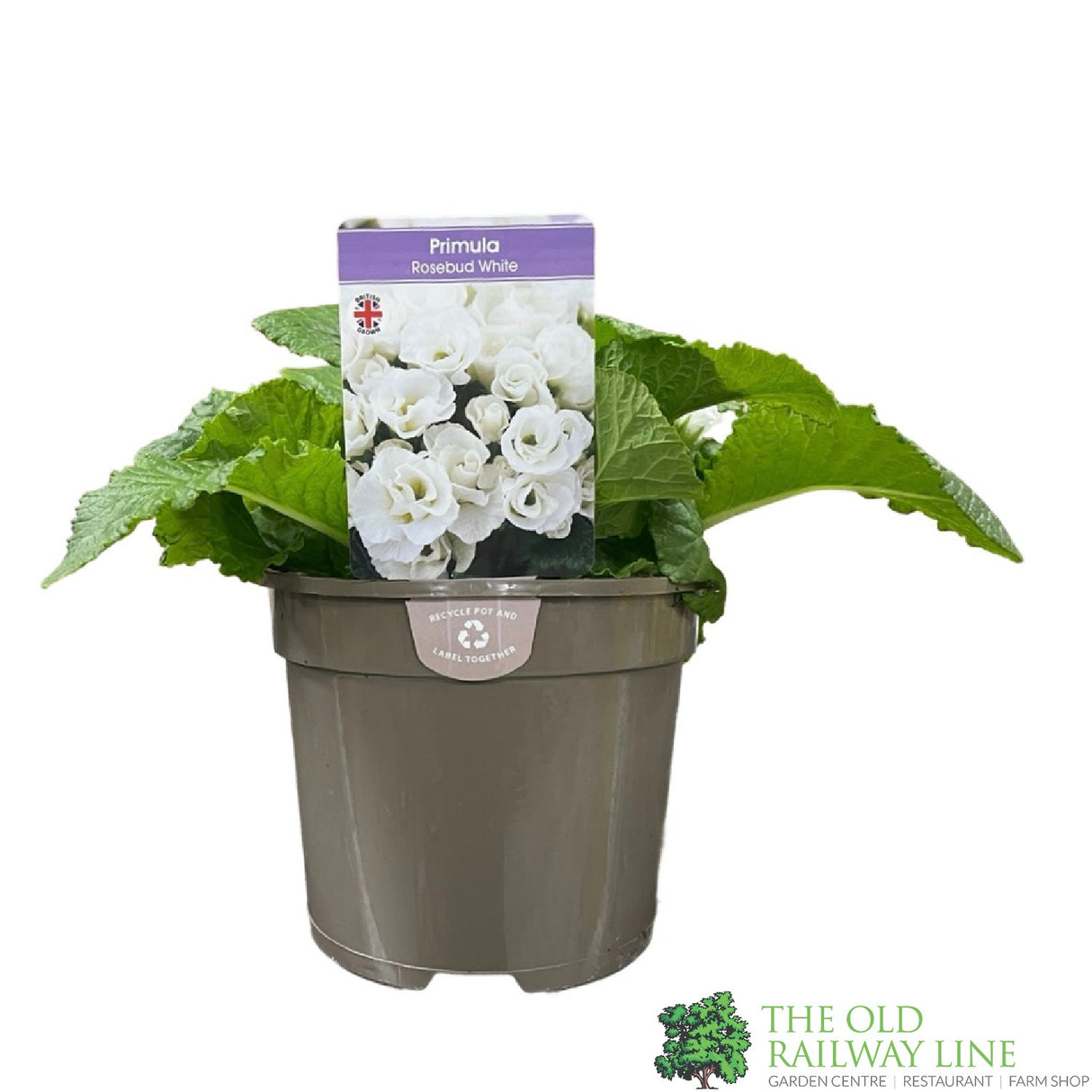 Primula vulgaris 'Rosebud White' English Primrose Plant 2Ltr Pot