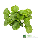 Primula vulgaris 'Rosebud White' English Primrose Plant 2Ltr Pot