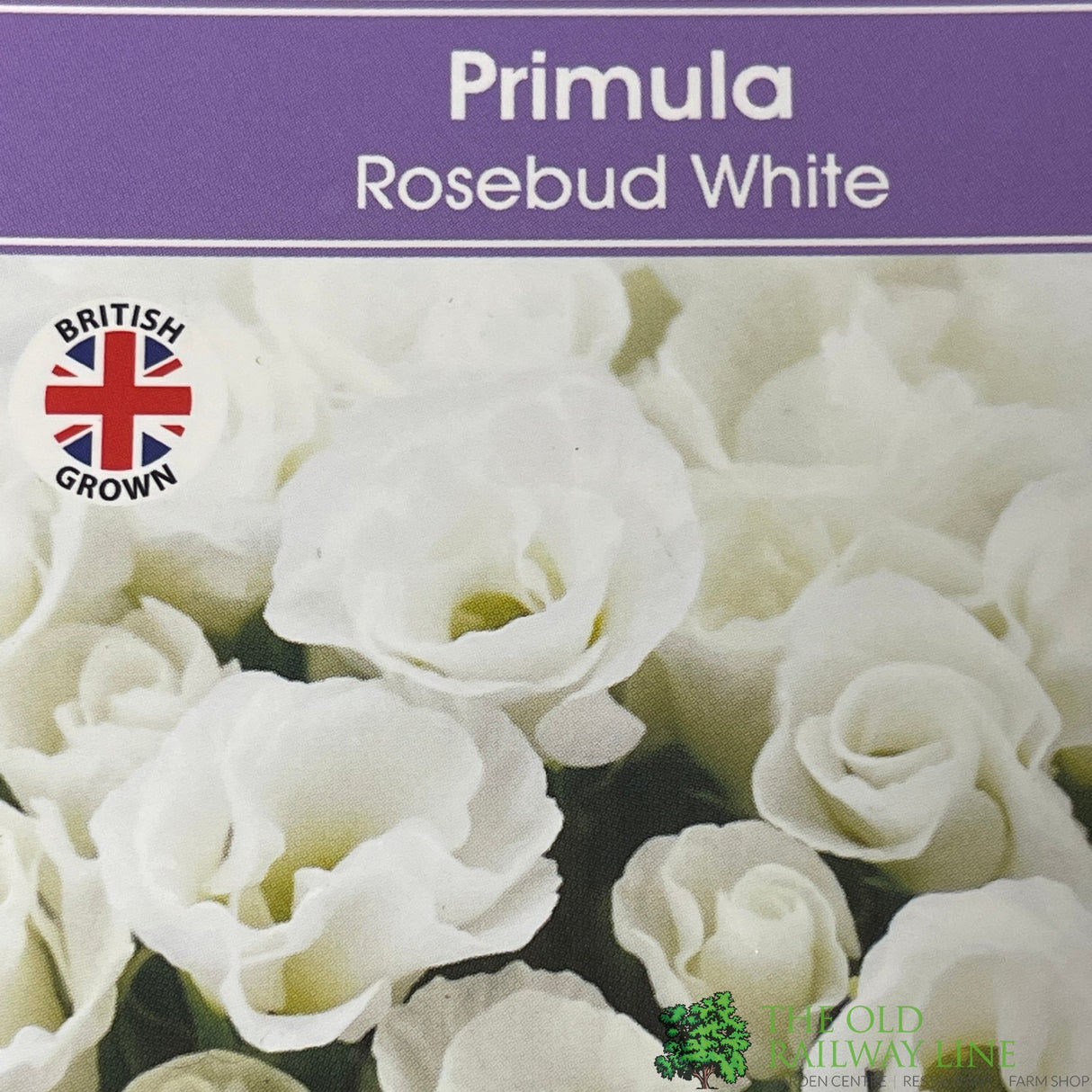 Primula vulgaris 'Rosebud White' English Primrose Plant 2Ltr Pot