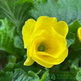 Primula vulgaris 'Rosebud Light Yellow' English Primrose Plant 2Ltr Pot