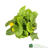 Primula vulgaris 'Rosebud Light Yellow' English Primrose Plant 2Ltr Pot