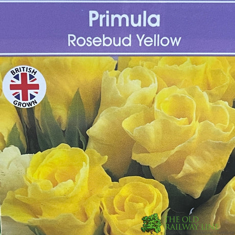 Primula vulgaris 'Rosebud Light Yellow' English Primrose Plant 2Ltr Pot