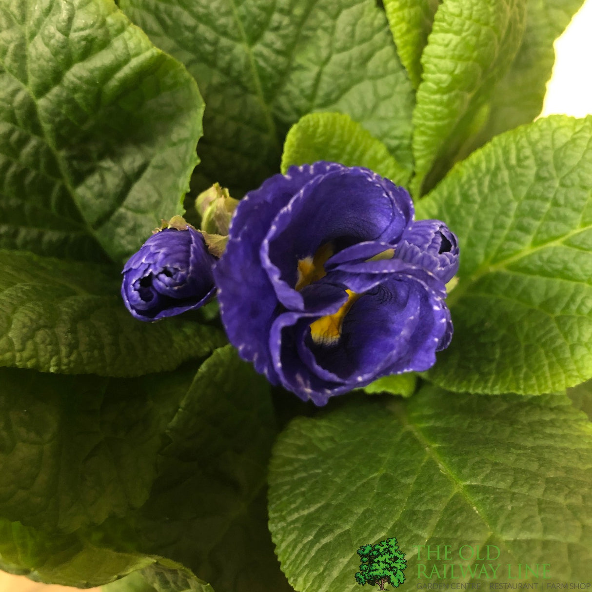 Primula vulgaris 'Rosebud Crocus Blue' English Primrose Plant 2Ltr Pot