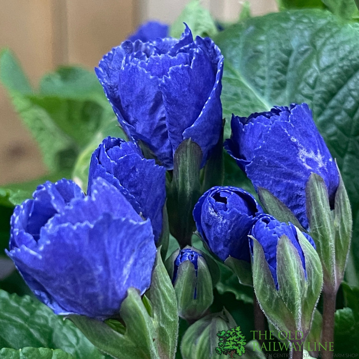 Primula vulgaris 'Rosebud Crocus Blue' English Primrose Plant 2Ltr Pot