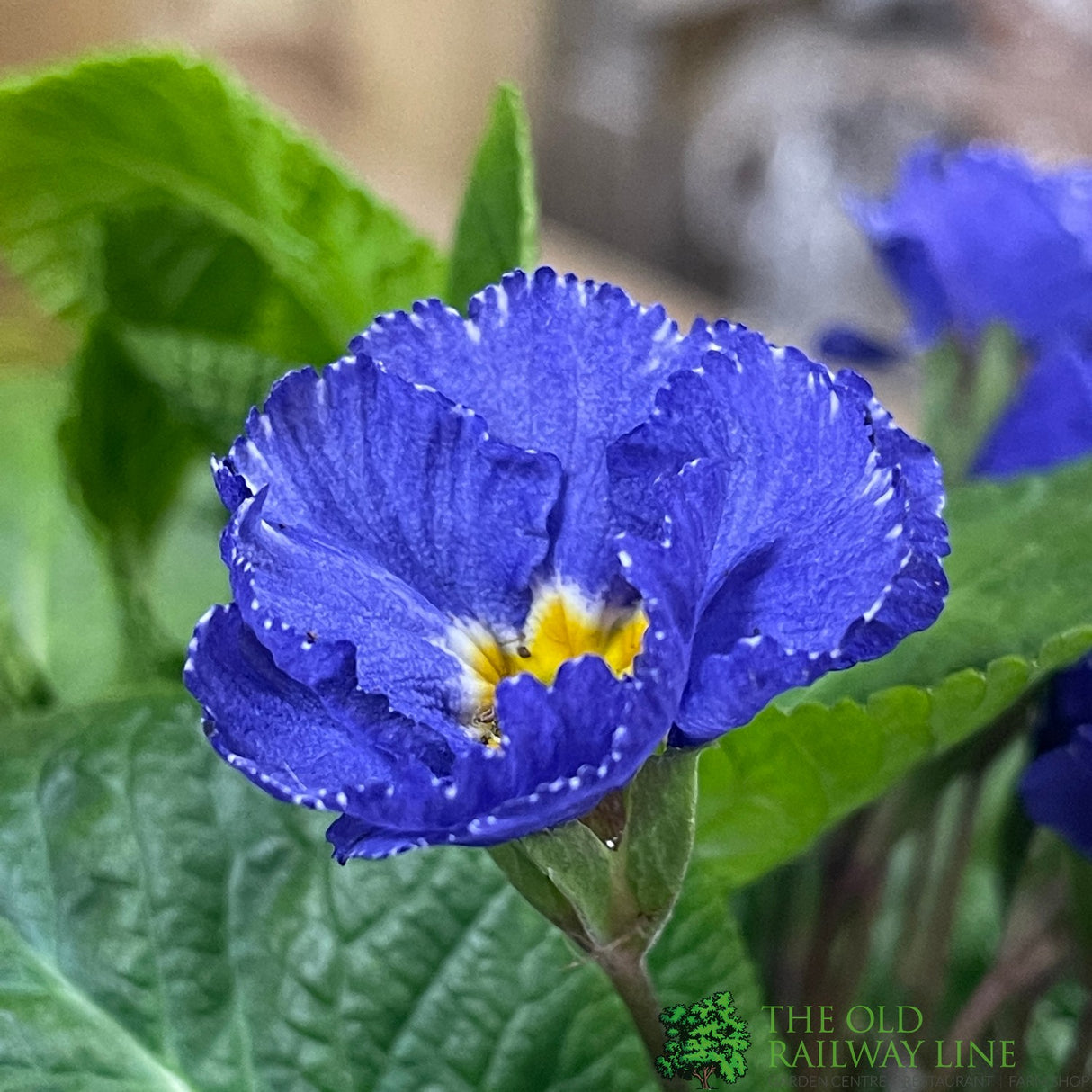 Primula vulgaris 'Rosebud Crocus Blue' English Primrose Plant 2Ltr Pot