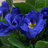 Primula vulgaris 'Rosebud Crocus Blue' English Primrose Plant 2Ltr Pot