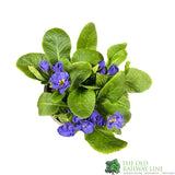 Primula vulgaris 'Rosebud Crocus Blue' English Primrose Plant 2Ltr Pot