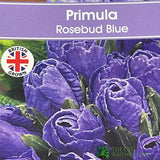 Primula vulgaris 'Rosebud Crocus Blue' English Primrose Plant 2Ltr Pot