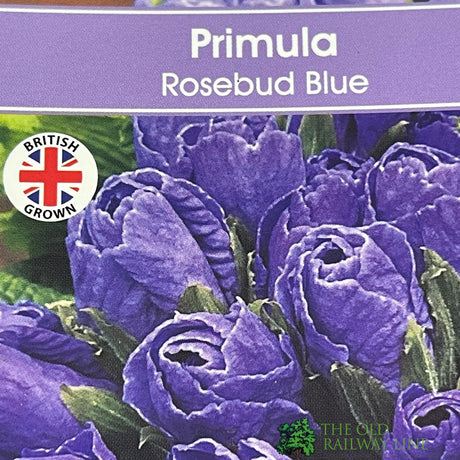 Primula vulgaris 'Rosebud Crocus Blue' English Primrose Plant 2Ltr Pot