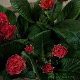 Primula vulgaris 'Rosebud Salmon Orange' English Primrose Plant 2Ltr Pot