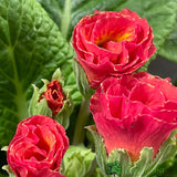 Primula vulgaris 'Rosebud Salmon Orange' English Primrose Plant 2Ltr Pot