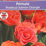 Primula vulgaris 'Rosebud Salmon Orange' English Primrose Plant 2Ltr Pot