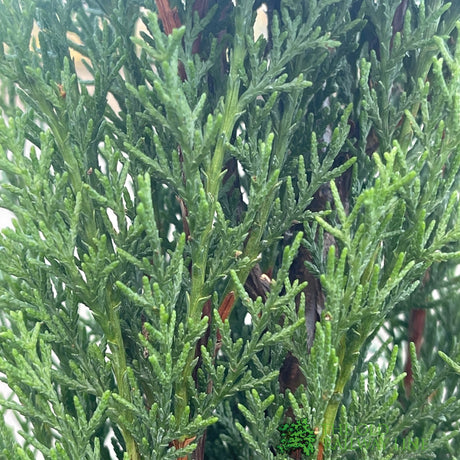 Cupressus Sempervirens 'Totem Pole' Conifer - 4Ltr Pot
