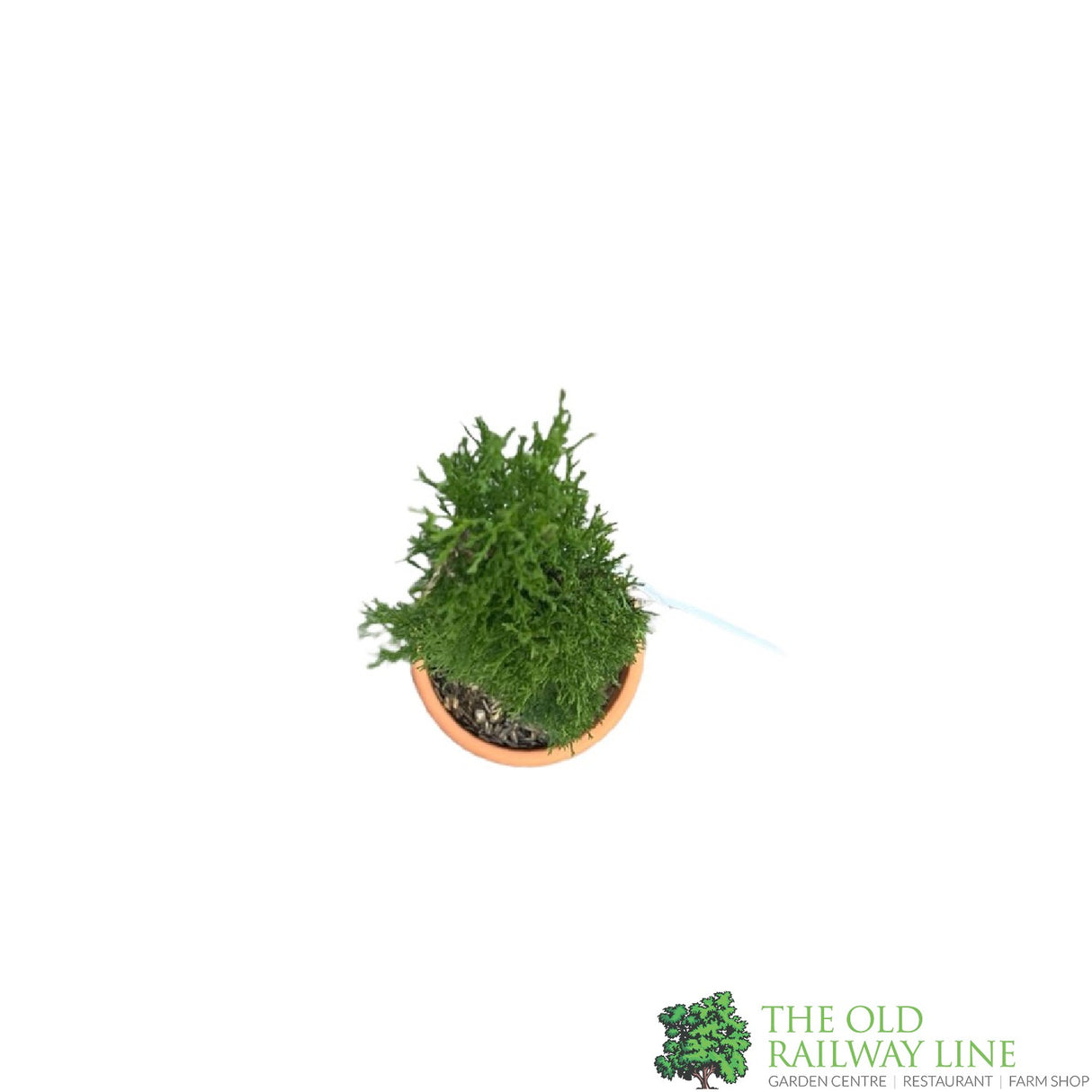 Cupressus Sempervirens 'Totem Pole' Conifer - 4Ltr Pot