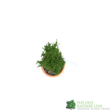 Cupressus Sempervirens 'Totem Pole' Conifer - 4Ltr Pot