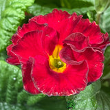 Primula vulgaris 'Rosebud Red Shades' English Primrose Plant 2Ltr Pot