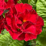Primula vulgaris 'Rosebud Red Shades' English Primrose Plant 2Ltr Pot