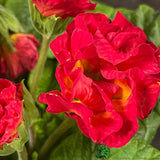 Primula vulgaris 'Rosebud Red Shades' English Primrose Plant 2Ltr Pot