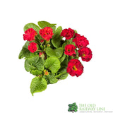 Primula vulgaris 'Rosebud Red Shades' English Primrose Plant 2Ltr Pot