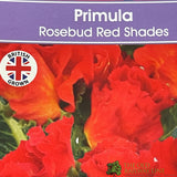 Primula vulgaris 'Rosebud Red Shades' English Primrose Plant 2Ltr Pot