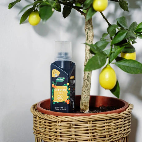 Westland 200ml Citrus Concentrated Plant Food