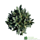 Rhododendron 'Dreamland' Plant 7.5Ltr Pot