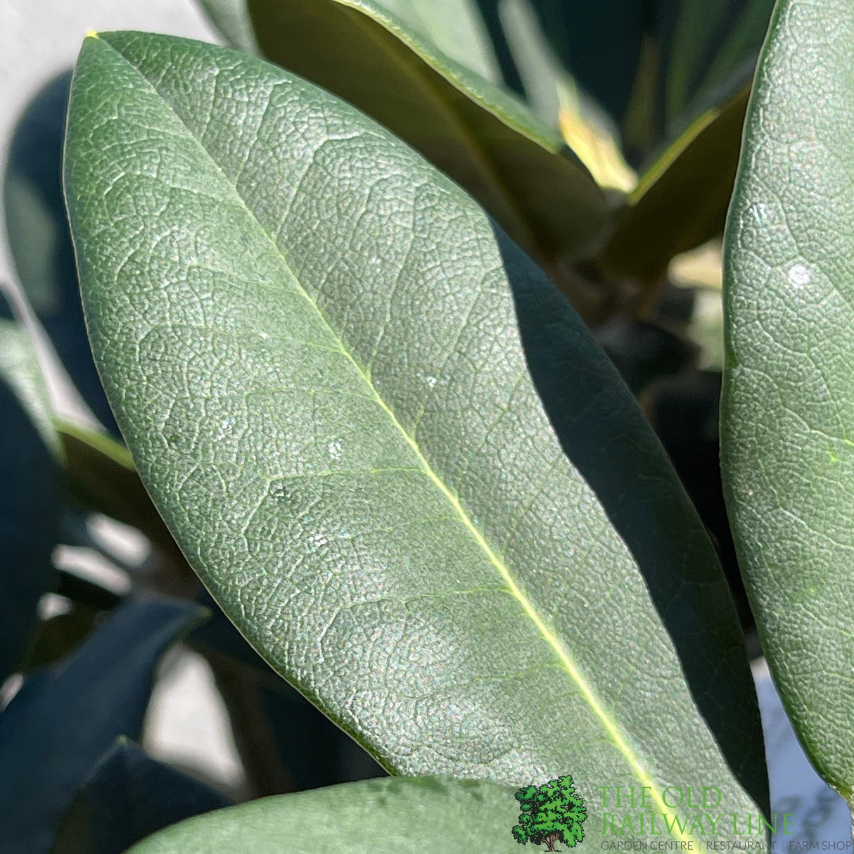 Rhododendron 'Dreamland' Plant 7.5Ltr Pot