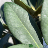 Rhododendron 'Dreamland' Plant 7.5Ltr Pot