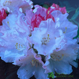 Rhododendron 'Dreamland' Plant 7.5Ltr Pot