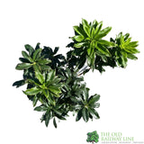 Azalea deciduous 'Gibraltar' Plant 5Ltr Pot