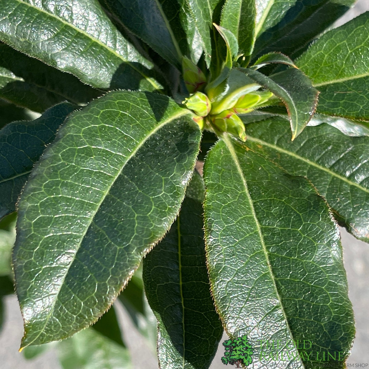 Azalea deciduous 'Gibraltar' Plant 5Ltr Pot