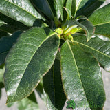 Azalea deciduous 'Gibraltar' Plant 5Ltr Pot