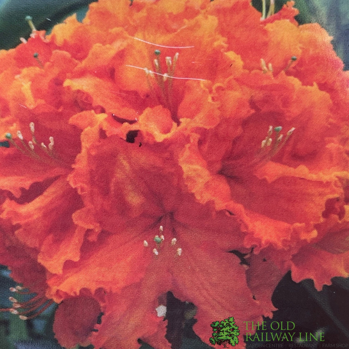 Azalea deciduous 'Gibraltar' Plant 5Ltr Pot