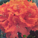 Azalea deciduous 'Gibraltar' Plant 5Ltr Pot