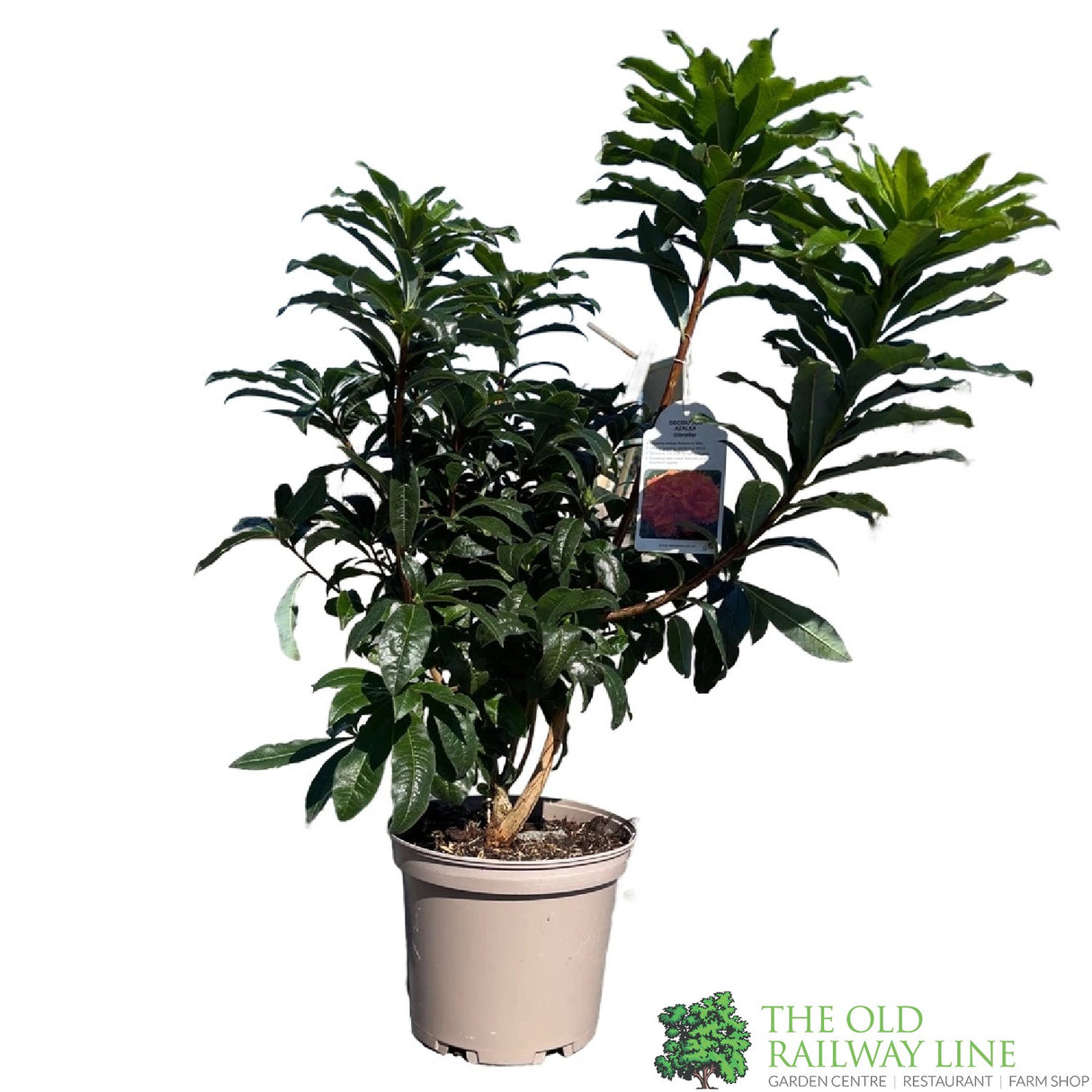 Azalea deciduous 'Gibraltar' Plant 5Ltr Pot