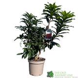 Azalea deciduous 'Gibraltar' Plant 5Ltr Pot