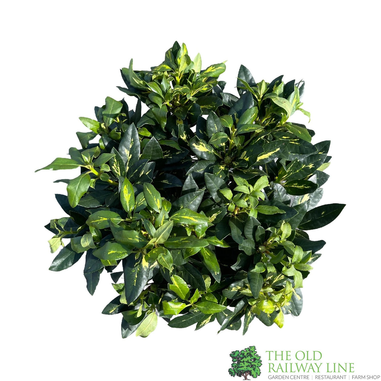 Rhododendron 'Goldflimmer' Plant 7.5Ltr Pot