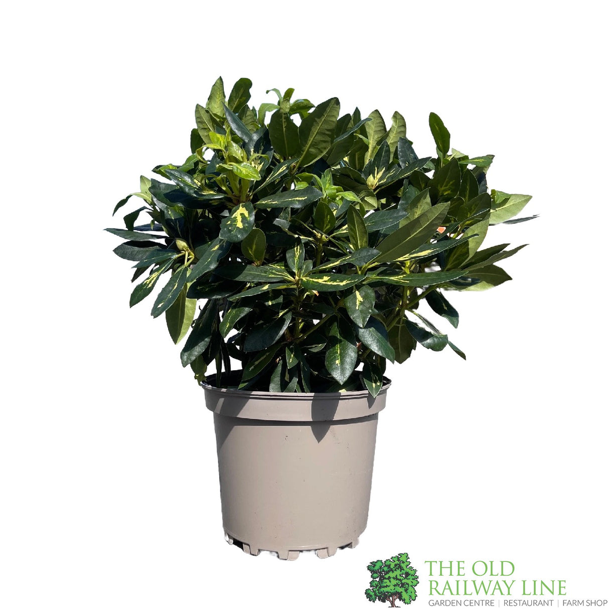 Rhododendron 'Goldflimmer' Plant 7.5Ltr Pot