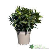 Rhododendron 'Goldflimmer' Plant 7.5Ltr Pot