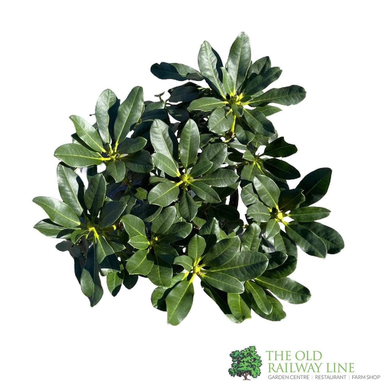 Rhododendron 'Horizon Monarch' Plant 7.5Ltr Pot