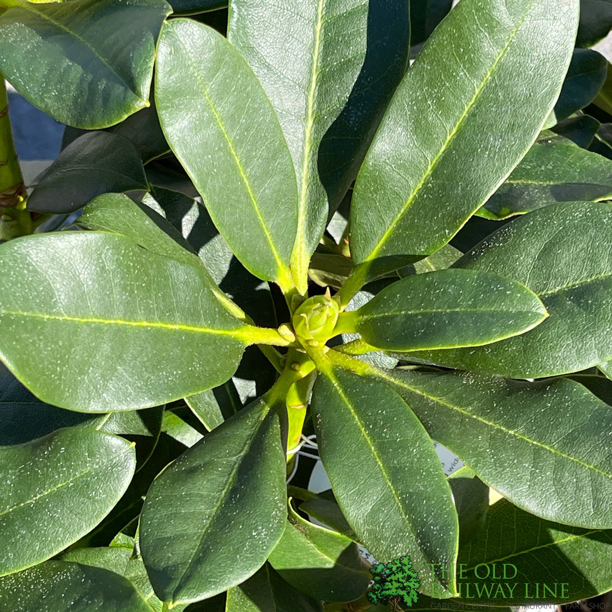 Rhododendron 'Horizon Monarch' Plant 7.5Ltr Pot