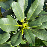 Rhododendron 'Horizon Monarch' Plant 7.5Ltr Pot