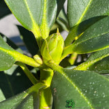Rhododendron 'Horizon Monarch' Plant 7.5Ltr Pot