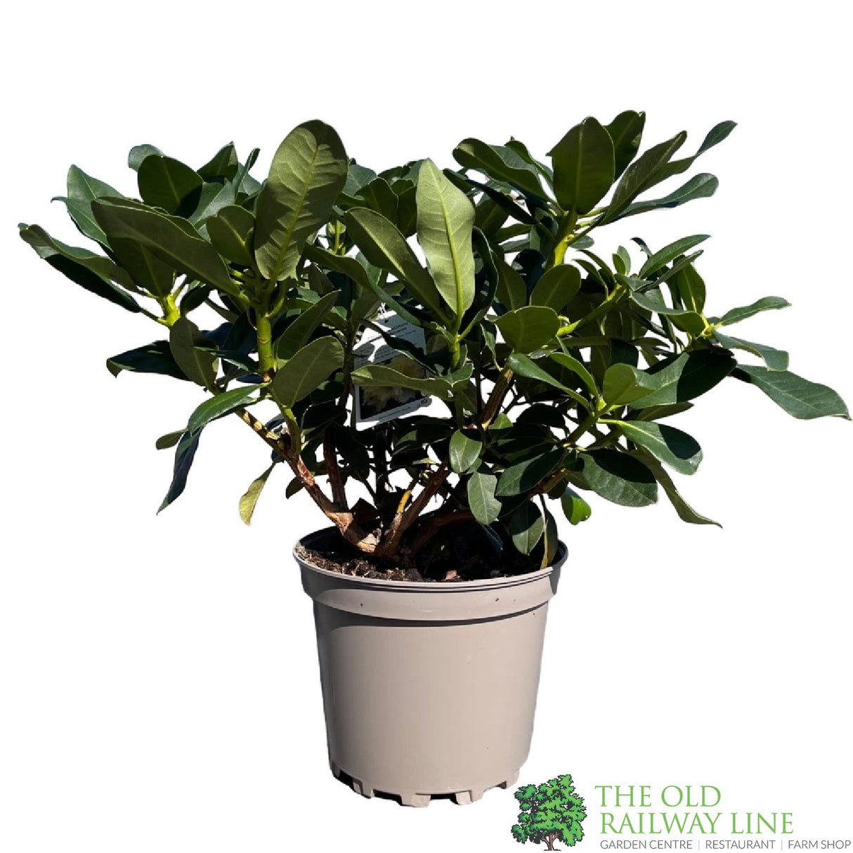 Rhododendron 'Horizon Monarch' Plant 7.5Ltr Pot