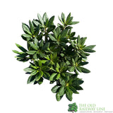 Rhododendron 'Cosmopolitan' Plant 7.5Ltr Pot