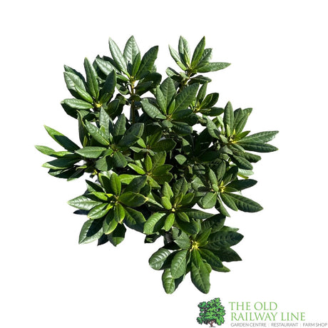 Rhododendron 'Cosmopolitan' Plant 7.5Ltr Pot