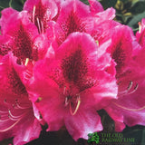 Rhododendron 'Cosmopolitan' Plant 7.5Ltr Pot